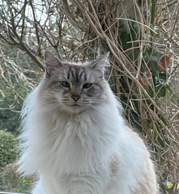 chatte lost   33600 Pessac Mahina