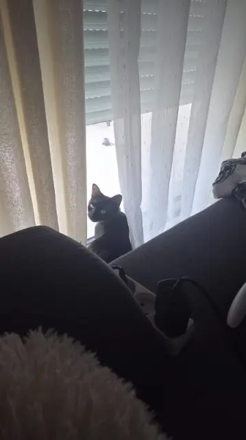 chatte lost   33920 Saint-Savin Maki