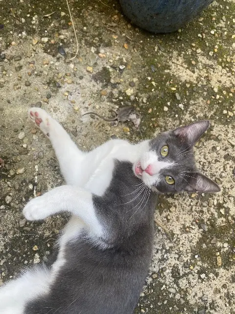 chatte lost   33130 Bègles Makima