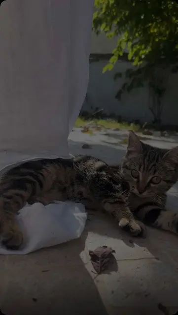 chatte lost   33160 Saint-Médard-en-Jalles Malia