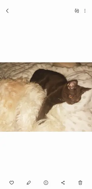 chatte lost   33700 Mérignac Marley