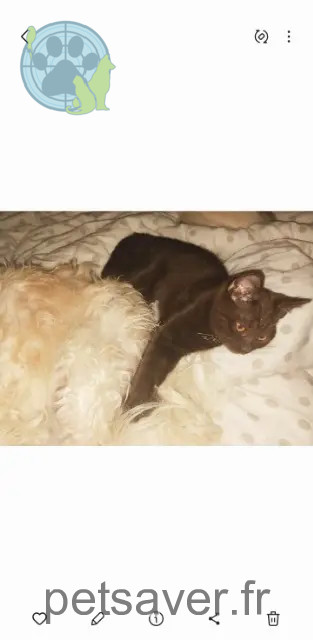 gatta persa 33700 Mérignac Marley gatta lost 33700 Mérignac Marley