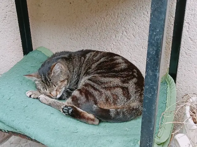 chatte lost   33920 Générac Maska