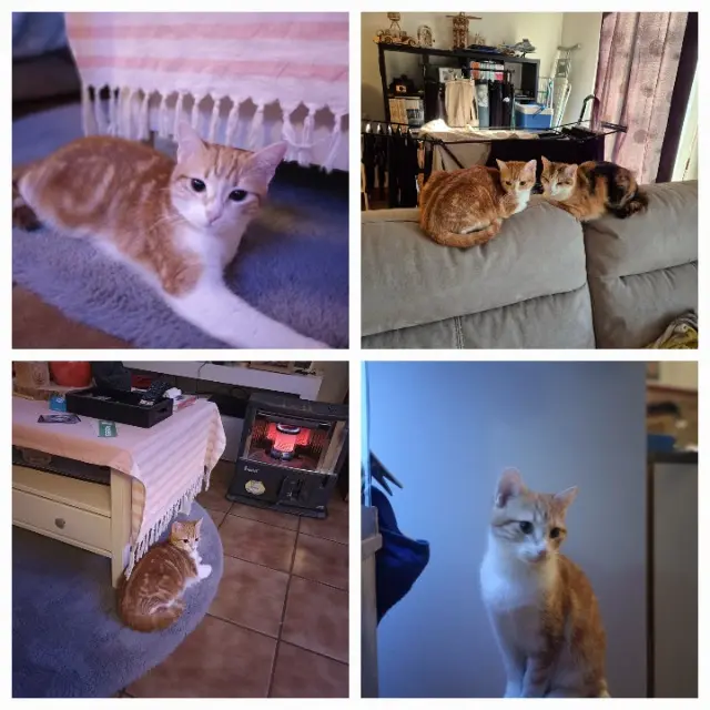 chatte lost   33380 Mios MATTHY