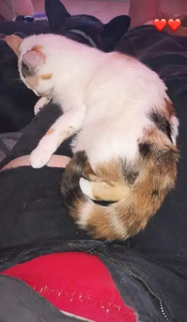 chatte lost   33430 Cudos Maya