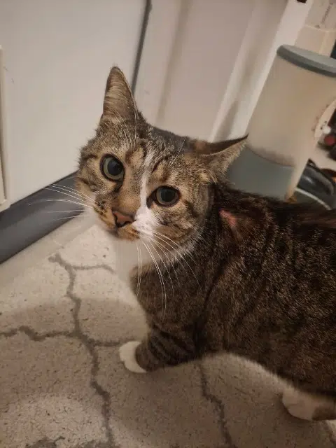 chatte lost   33440 Ambarès-et-Lagrave Maïkly