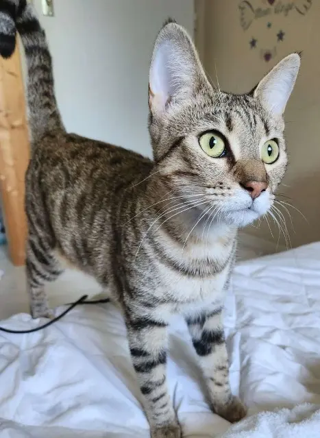 chatte lost   33230 Les Églisottes-et-Chalaures Meiko