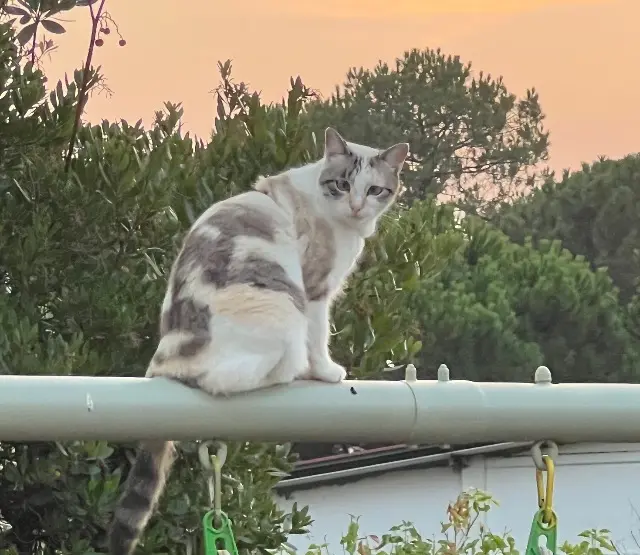 chatte lost   33170 Gradignan Mia