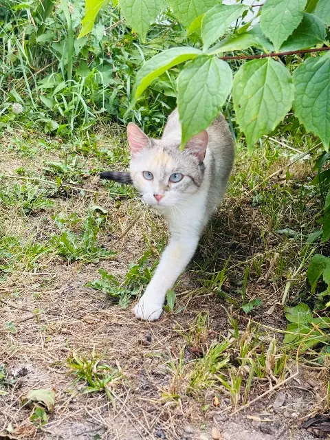 chatte lost   33150 Cenon Mikassa