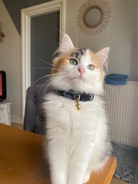 chatte lost   33220 Sainte-Foy-la-Grande Mila