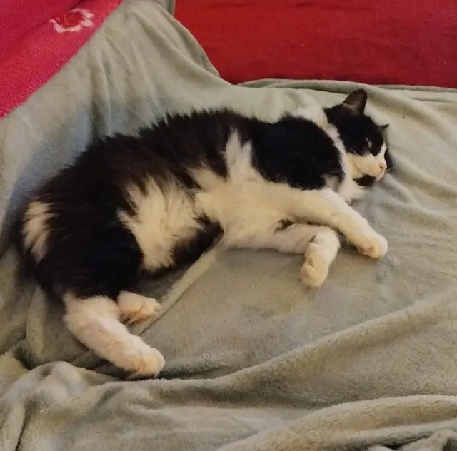 chatte lost   33520 Bruges Millie