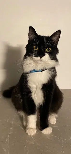 chatte lost   33520 Bruges Mimi