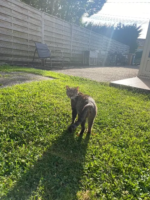chatte lost   33470 Le Teich Mimi