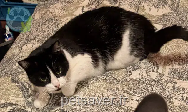 cat lost 33480 Castelnau-de-Médoc Mina cat lost 33480 Castelnau-de-Médoc Mina