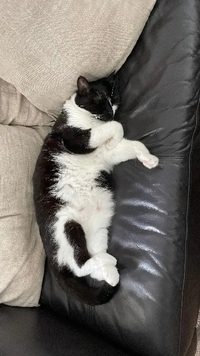Chatte Perdue 33 Gironde - Mina Chatte Perdue 33 Gironde - Mina