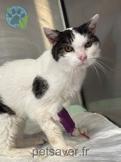 gata perdida 33520 Bruges Minah gata lost 33520 Bruges Minah