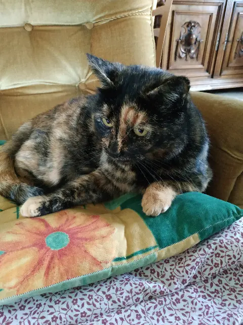 chatte lost   33370 Yvrac Minette