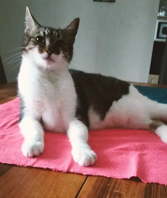 chatte lost   33140 Cadaujac Minette