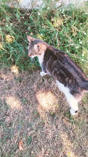 chatte lost   33140 Cadaujac Minette