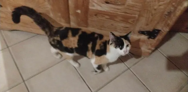 chatte lost   33500 Libourne Minibout