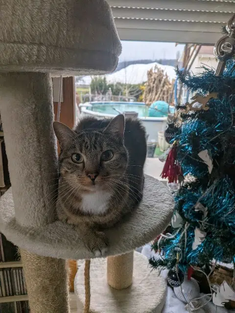 chatte lost    La Teste-de-Buch Minka