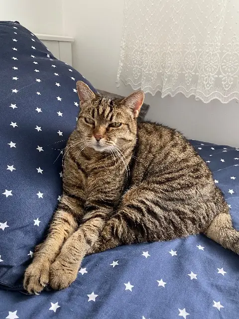chatte lost   33700 Mérignac Minoch
