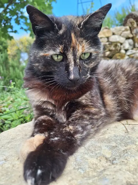 chatte lost   33760 Cessac Minounou