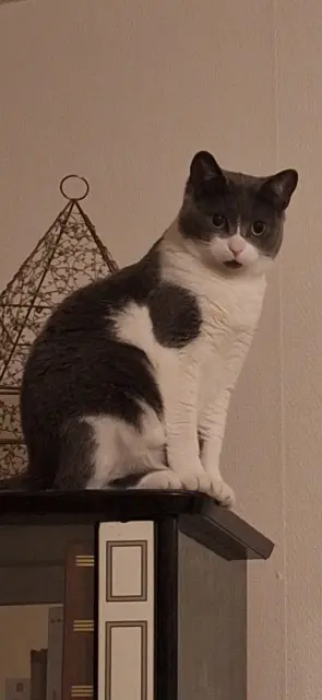 chatte lost   33270 Floirac Misty