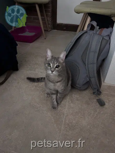 chatte lost 33600 Pessac Mochi