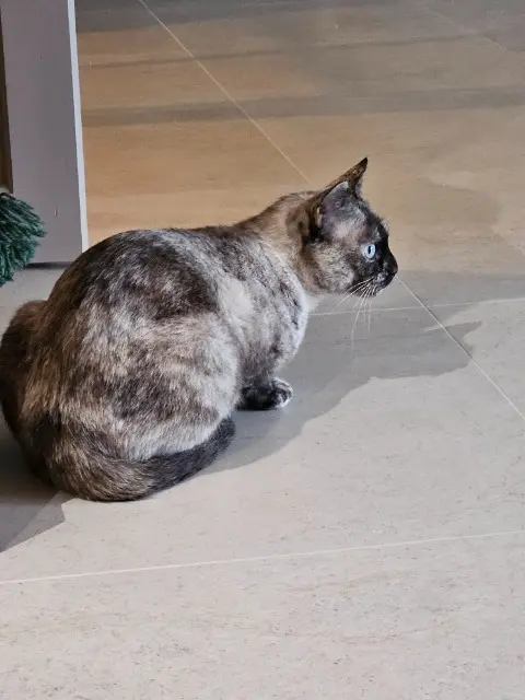 chatte lost   33370 Bonnetan Molly