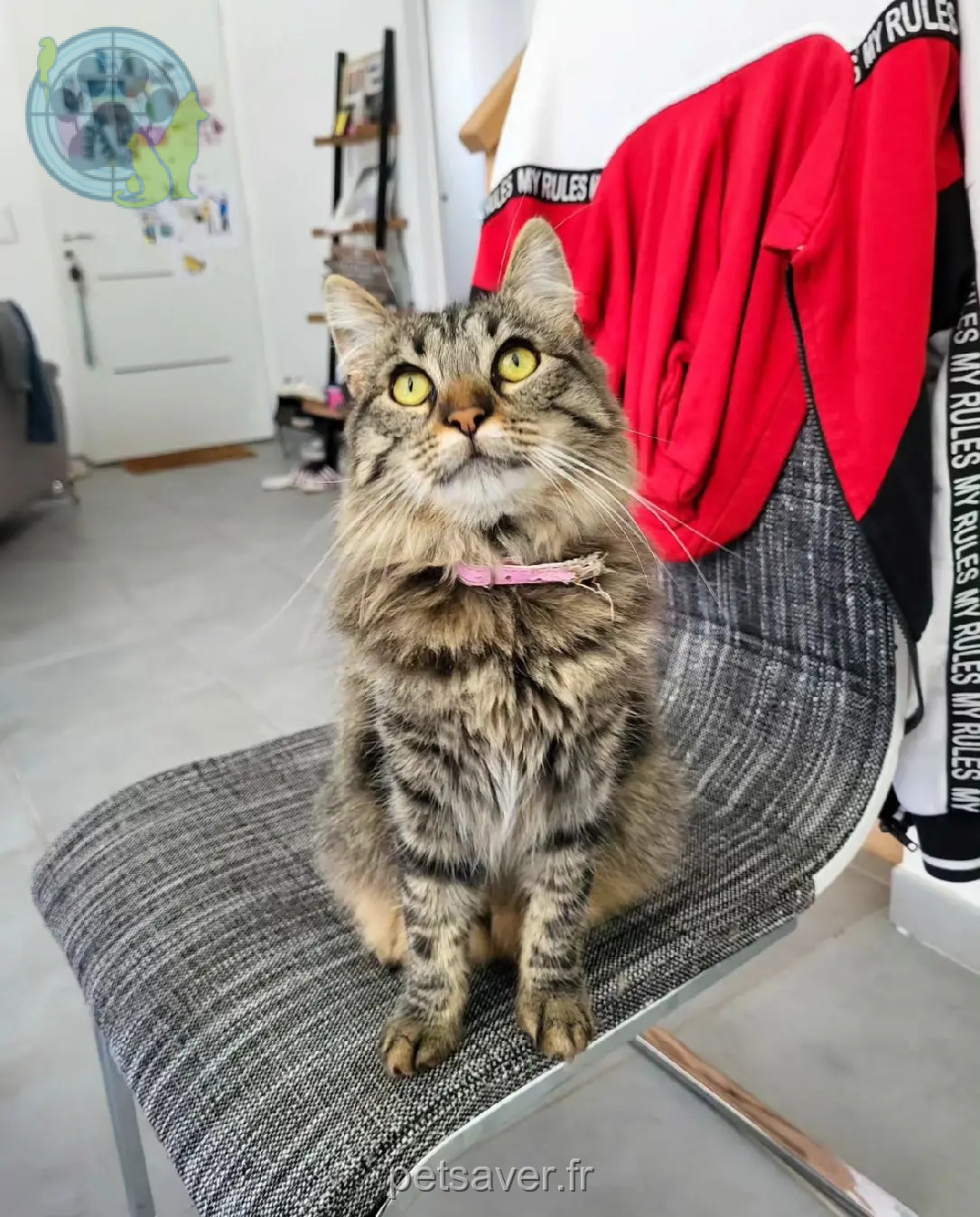 Chatte Perdue 33 Gironde - Monta Chatte Perdue 33 Gironde - Monta