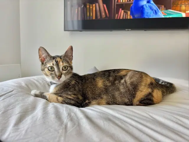 chatte lost   33240 Saint-André-de-Cubzac Moon