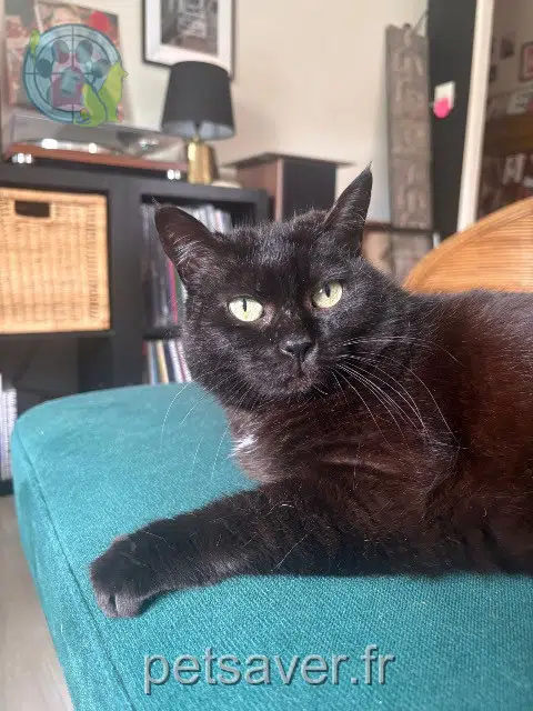 chatte lost 33450 Saint-Loubès Moon