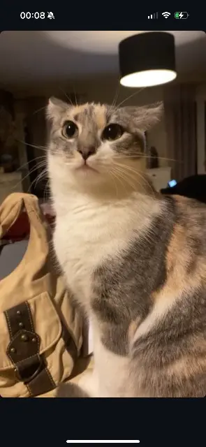 chatte lost   33830 Belin-Béliet mouche