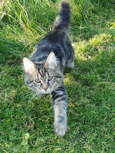 chatte lost   33170 Gradignan Mudji