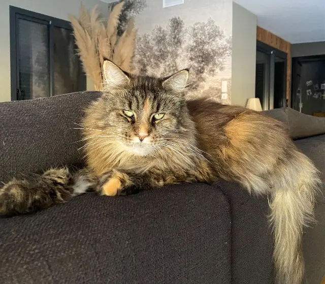 chatte lost   33270 Bouliac Mya (minette à la naissance)