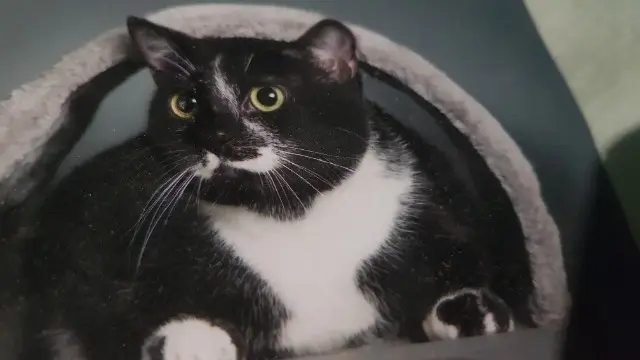 chatte lost   33170 Gradignan Myli