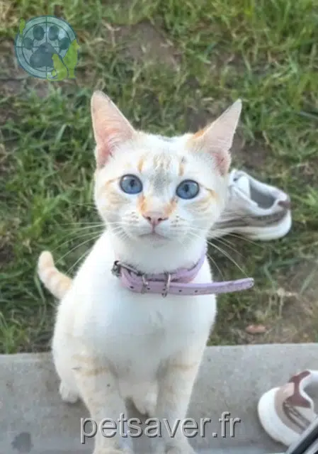 chatte lost   33910 Saint-Denis-de-Pile Myo