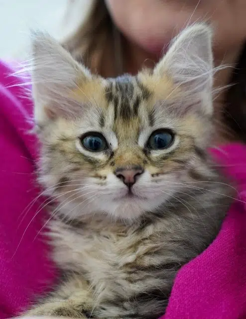 chatte lost   33185 Le Haillan Myrtille