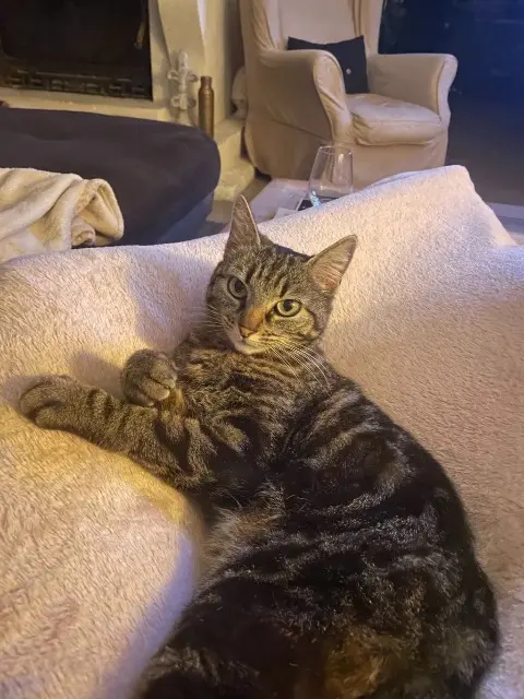 chatte lost   33370 Artigues-près-Bordeaux Myrtille
