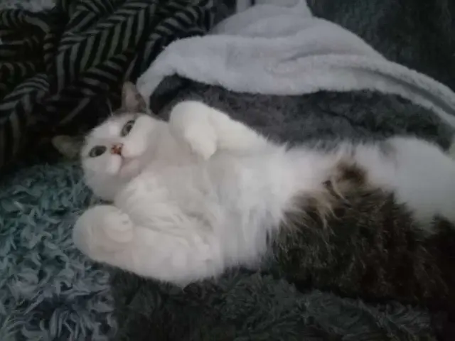 chatte lost   33990 Naujac-sur-Mer Nala