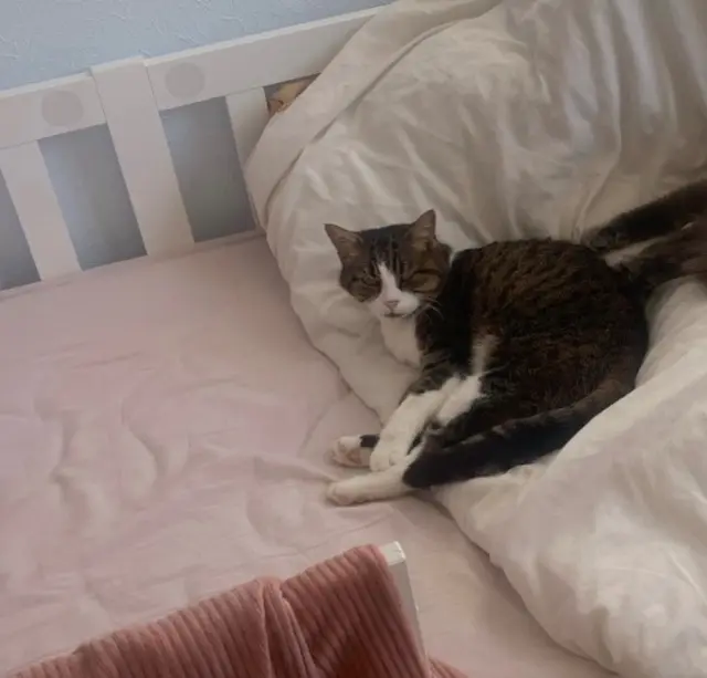 chatte lost   33500 Libourne Nala