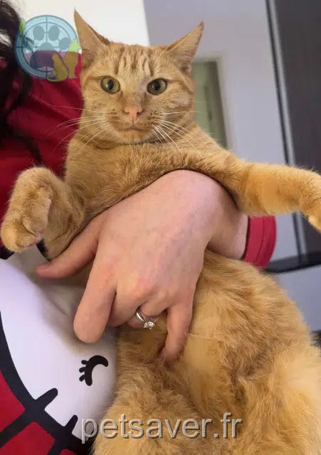 chatte lost   33130 Bègles Nala
