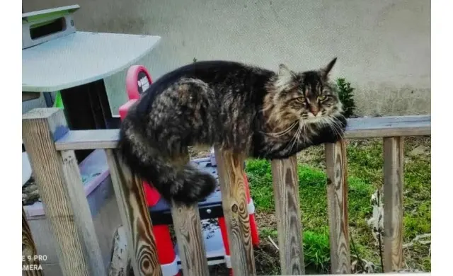 chatte lost   33420 Saint-Jean-de-Blaignac Nala