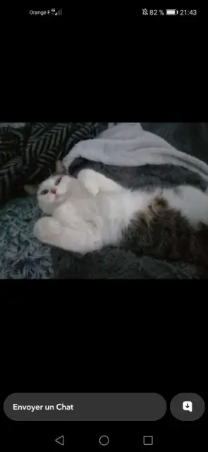 chatte lost   33990 Naujac-sur-Mer Nala