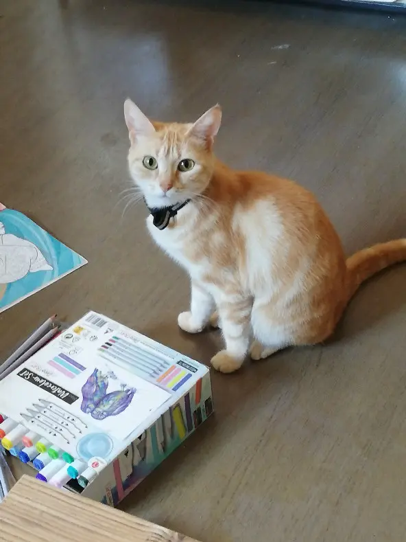 Chatte Perdue 33 Gironde - Nala Chatte Perdue 33 Gironde - Nala