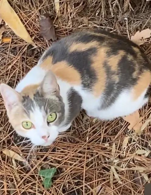 chatte lost   33470 Gujan-Mestras Nala
