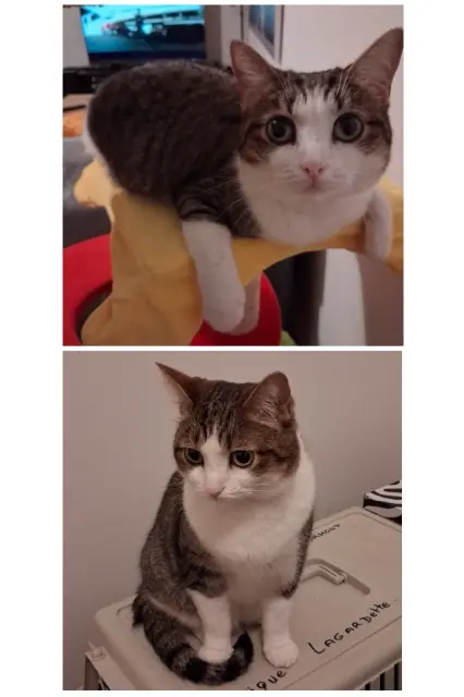 chatte lost   33150 Cenon Naoki