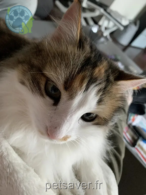 Chatte Perdue 33 Gironde - Narla Chatte Perdue 33 Gironde - Narla