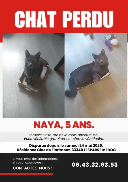 chatte lost   33340 Lesparre-Médoc Naya